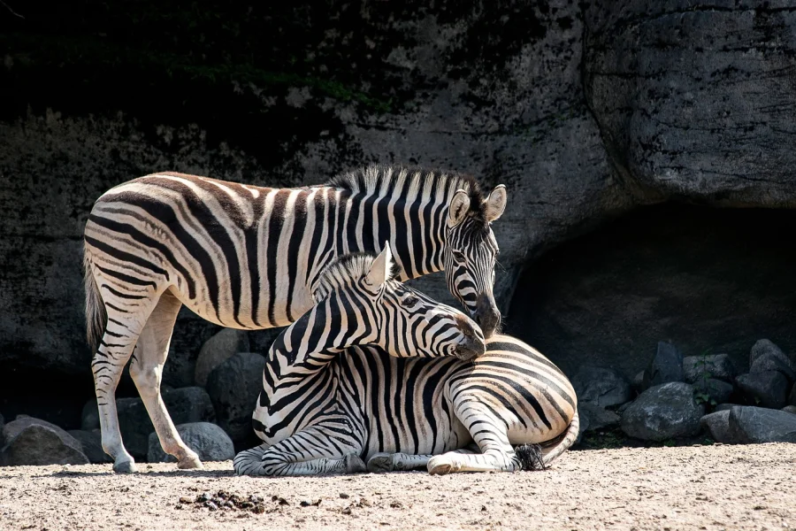 Københavns Zoo